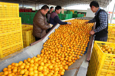 仁化县柑橘产业园列入2019年第二批省级现代农业产业园候选名单